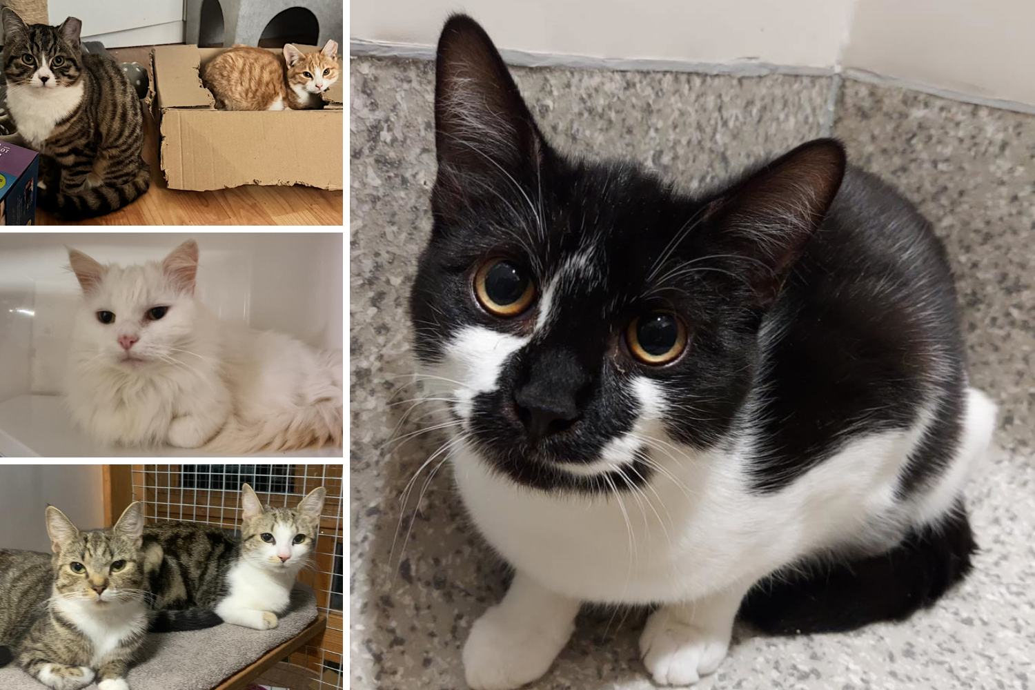 These Gorgeous Cats Are Looking for Their Forever Home